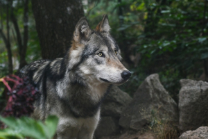 Suivi de la population de loup : Une nouvelle meute identifiée dans le département du Doubs