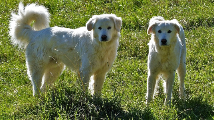 Massif du Jura : des flyers pour expliquer les comportements à adopter face aux chiens de protection