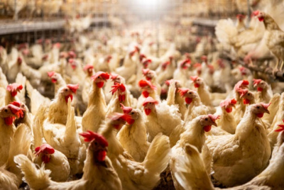 Besan&ccedil;on : Mobilisation de L.214 contre &laquo; les pire pratiques de l&rsquo;&eacute;levage intensif des poulets &raquo;