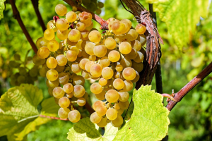 Jura : Le gel inquiète les viticulteurs