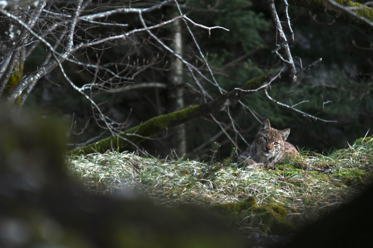 Ilias Harkate, un passionné en quête du fantôme de la forêt : le lynx boréal