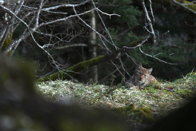 Ilias Harkate, un passionn&eacute; en qu&ecirc;te du fant&ocirc;me de la for&ecirc;t : le lynx bor&eacute;al