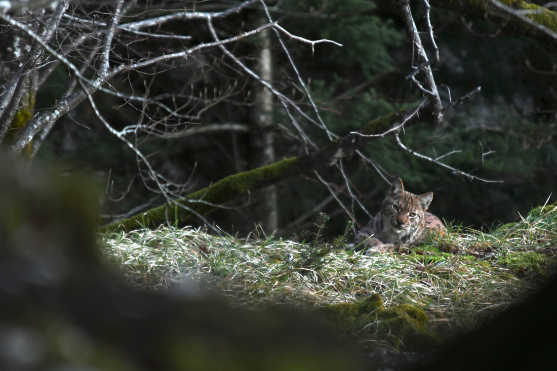 Le lynx boréal  Portail des parcs nationaux de France