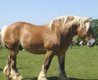Concours national des chevaux Comtois &agrave; Ma&icirc;che : fiert&eacute;, tradition et exigence