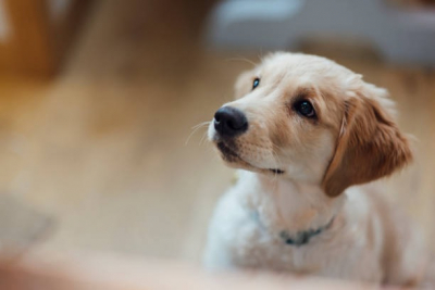 Besan&ccedil;on Micropolis  : un salon du chiot qui divise