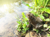 Environnement  : Sauvetage des amphibiens en Franche-Comt&eacute;