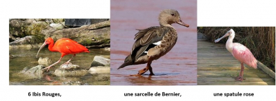 Citadelle : un seul oiseau a regagn&eacute; la voli&egrave;re ouverte par le vent