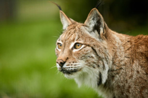Onoz, un lynx rel&acirc;ch&eacute; en juin, tu&eacute; dans une collision