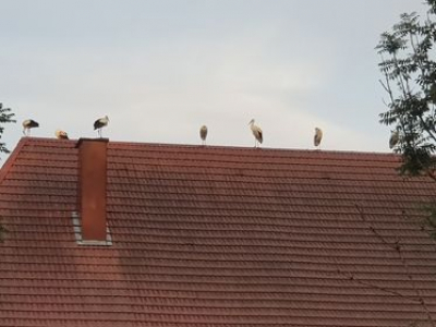 Instantan&eacute; : Les cigognes &agrave; la Rivi&egrave;re Drugeon