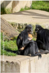 Besan&ccedil;on : Naissance d&rsquo;un langur de Fran&ccedil;ois &agrave; la Citadelle