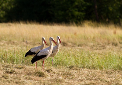 Photo : Jean-Claude Desprez 