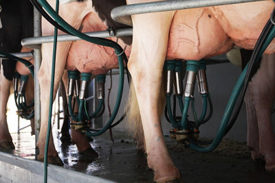 Agriculture : manifestation des producteurs de lait &agrave; Paris