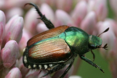 Environnement : Le scarab&eacute;e japonais inqui&egrave;te la Bourgogne-Franche-Comt&eacute;
