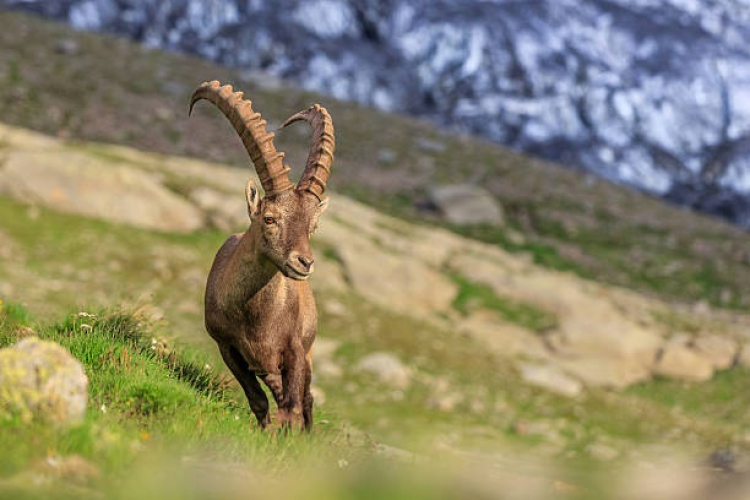 Chamois : un plan de chasse qui inquiète les défenseurs de l&#039;environnement