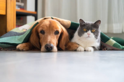 Besan&ccedil;on / Appel &agrave; participation : une journ&eacute;e d&eacute;di&eacute;e au bien-&ecirc;tre animal