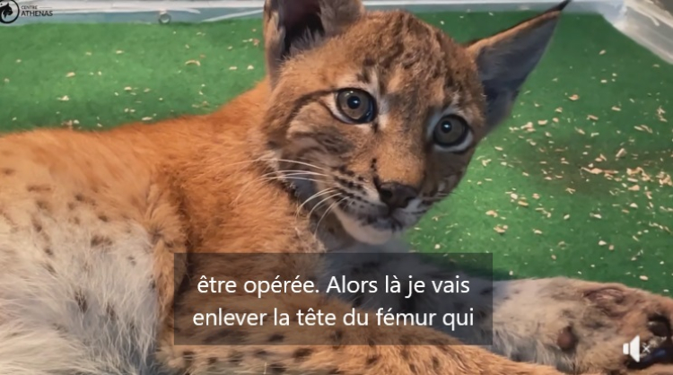 Centre Athenas : une femelle lynx sauvée inextrémis grâce au bon réflexe d&#039;une passante