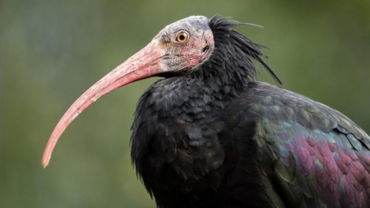 Départ d’un ibis chauve de la Citadelle pour un relâcher dans son milieu naturel