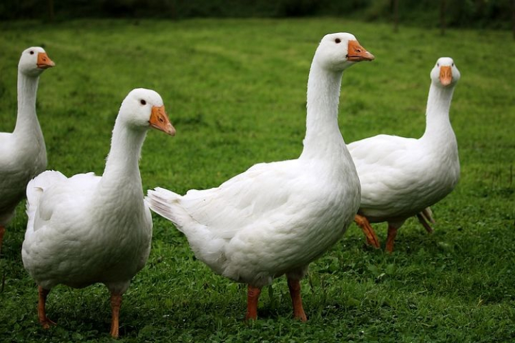Influenza aviaire : Mise en place d&#039;une zone de contrôle dans le Jura