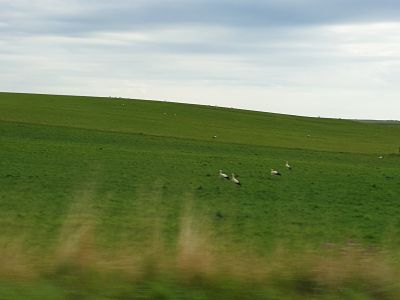 Nature : Une quarantaine de cigognes &agrave; Bulle