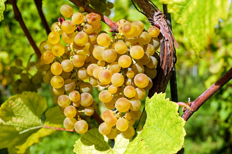 Vendanges pr&eacute;coces dans le Jura : une r&eacute;colte prometteuse, mais des rendements en baisse