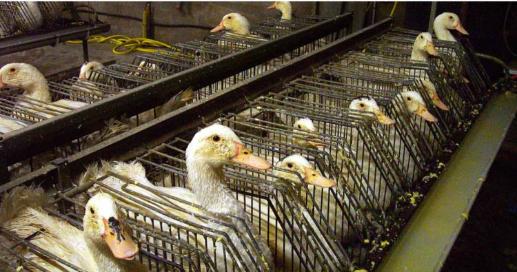 Foie gras : L214 prévoit une journée d’action à Besançon