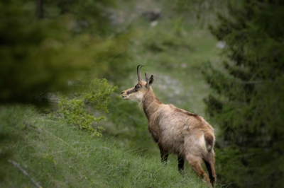 Ma&icirc;che : Au festival photo de la nature, l&rsquo;ASPA plaide pour la protection des chamois
