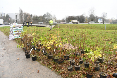 Besan&ccedil;on : Des arbres fruitiers pour l'avenir