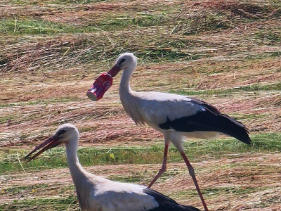 La cignogne au bec coinc&eacute; dans une canette de coca a &eacute;t&eacute; sauv&eacute;e