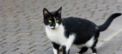 Animaux abandonn&eacute;s : La SPA de Pontarlier d&eacute;bord&eacute;e