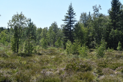 Eau : Les zones humides, des sites &agrave; pr&eacute;server