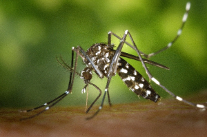 Le moustique tigre, priorité de santé publique en Bourgogne Franche-Comté