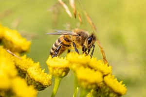 Apiculture : Mieux comprendre la vie des abeilles à Morez