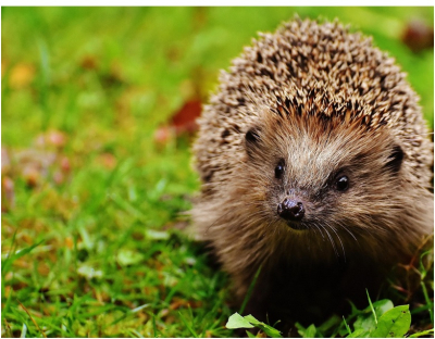 Bonn&eacute;tage : Le Parc du Doubs Horloger met le h&eacute;risson &agrave; l&rsquo;honneur