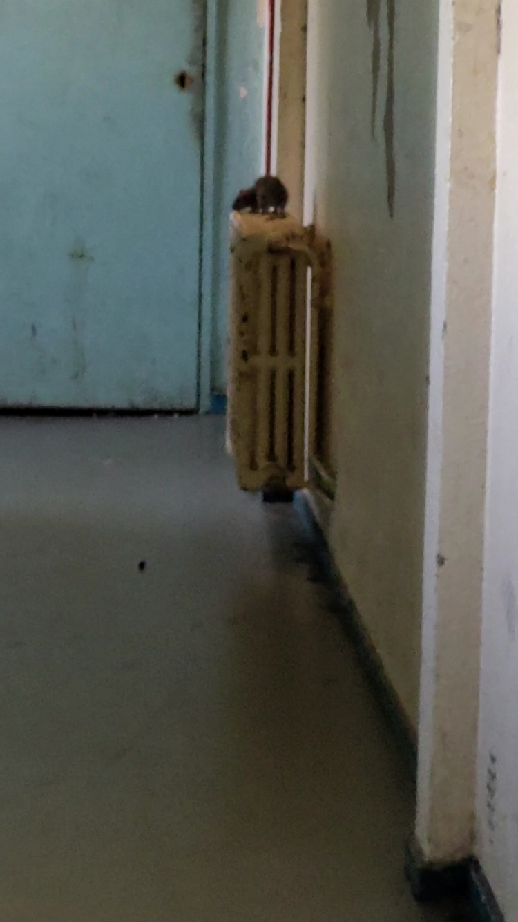 Planoise : Une mère de famille au milieu des rats dans un immeuble insalubre