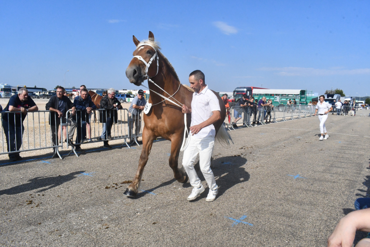 Pontarlier : Edition 2022 du concours du cheval de trait comtois