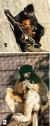 Naissance d&rsquo;un Propith&egrave;que couronn&eacute; et d&rsquo;un Langur de Fran&ccedil;ois au Mus&eacute;um de Besan&ccedil;on