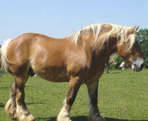 Besançon : Les chevaux comtois à la foire comtoise