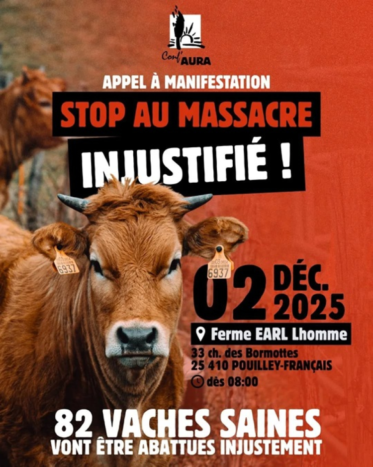 Abattage de 82 bovins : la Confédération paysanne dénonce une décision « incompréhensible »