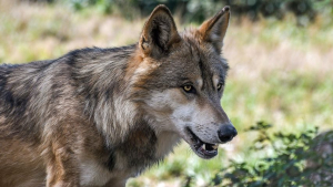 Un loup isolé tué en Suisse voisine, dans le canton du Val-de-Travers