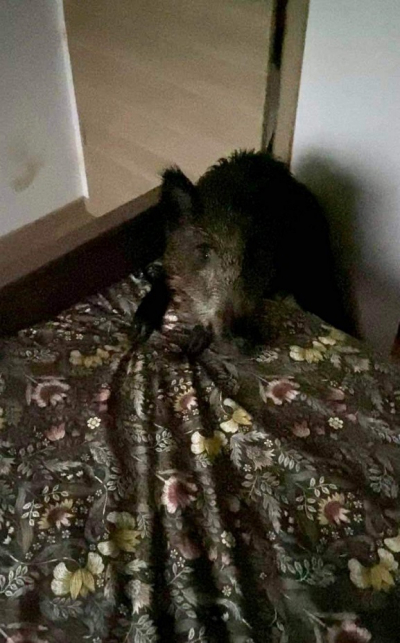 Haute-Sa&ocirc;ne&nbsp;: trois jeunes sangliers s&rsquo;engouffrent dans une habitation