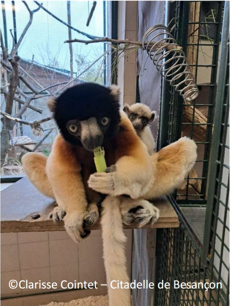 Naissance rare &agrave; la Citadelle de Besan&ccedil;on : un propith&egrave;que couronn&eacute;, espoir pour une esp&egrave;ce en danger critique