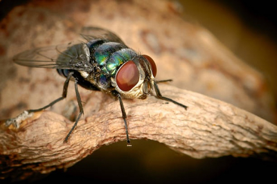 Vercel-Villedieu-le-Camp : des milliers de mouches envahissent l&rsquo;&eacute;glise