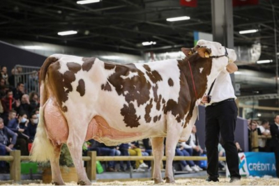 Salon de l'agriculture : Gracieuse remporte le concours de la race montb&eacute;liarde