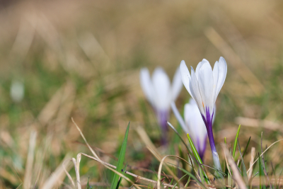 Le grand inventaire des plantes printani&egrave;res de Franche-Comt&eacute;