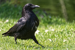 La justice reconnaît que les corbeaux et corneilles du Jura ont été tués illégalement à l’été 2022