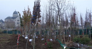 Besançon : La Ville va replanter 1080 arbres cet hiver