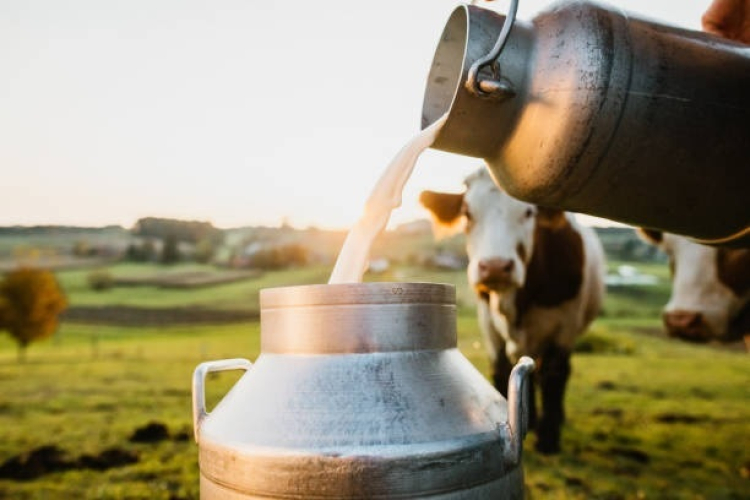 Agriculture : Coup dur pour les producteurs laitiers.