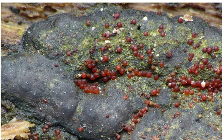 Découverte mycologique en Bourgogne-Franche-Comté