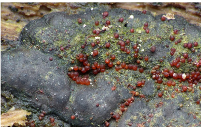 D&eacute;couverte mycologique en Bourgogne-Franche-Comt&eacute;