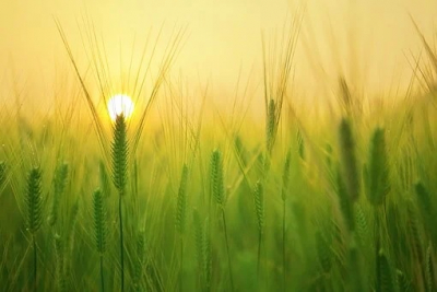 COP 26 : Des &eacute;lus &eacute;cologistes &eacute;crivent aux pr&eacute;sidentes et pr&eacute;sidents de r&eacute;gion